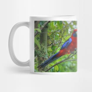 Crimson Rosella at Lamington Mug